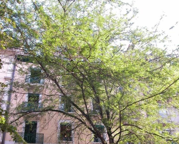 À louer : Appartement 2 Pieces Genève - Ref : 201400.2021 | Naef Immobilier