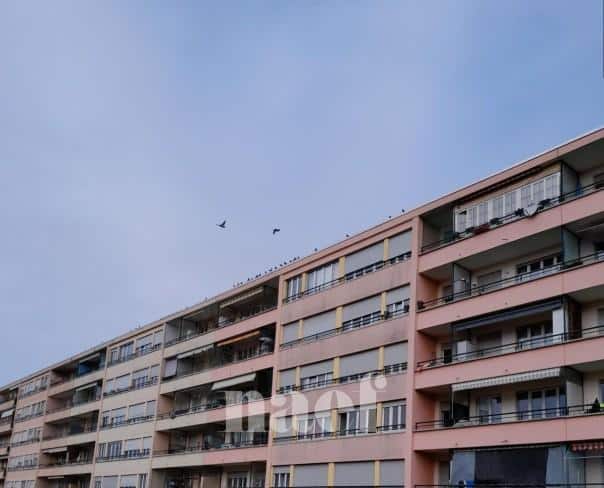 À louer : Appartement 4 Pieces Meyrin - Ref : 210092.1102 | Naef Immobilier